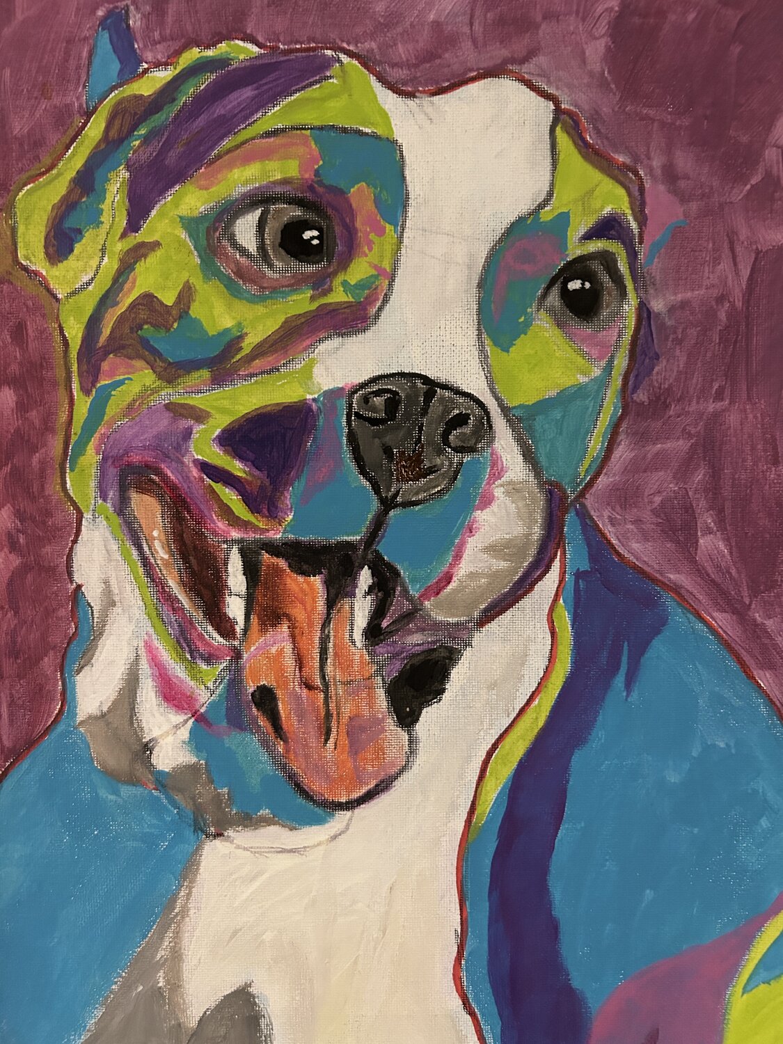 Colored pitbull Frankie Duru