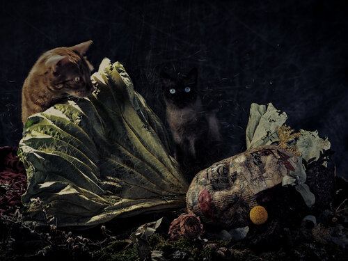 Winter Lotus Francesco Majo