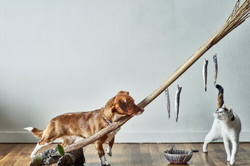 Fighting for daily bread de Francesco Majo, Fotografía a la venta en Singulart
