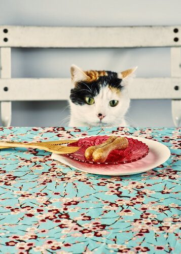 The cat and the bone de Francesco Majo, Fotografía a la venta en Singulart