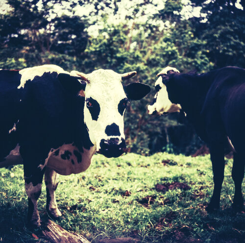 two cows di Francesco Majo, Fotografia in vendita su Singulart