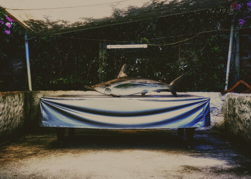 The lost shark di Francesco Majo, Fotografia in vendita su Singulart