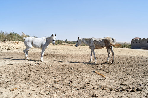 Two horses in the desert di Francesco Majo, Fotografia in vendita su Singulart