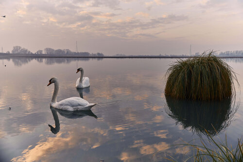 Two swans Francesco Majo