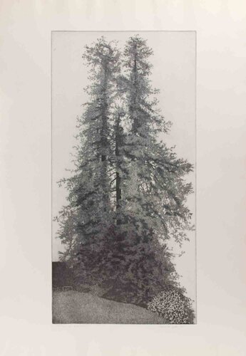 The Sequoias of Burcina Park von Federica Galli, Druck kaufen auf Singulart