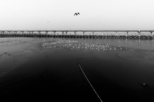 free like a bird van saurabh narang, Fotografie te koop op Singulart
