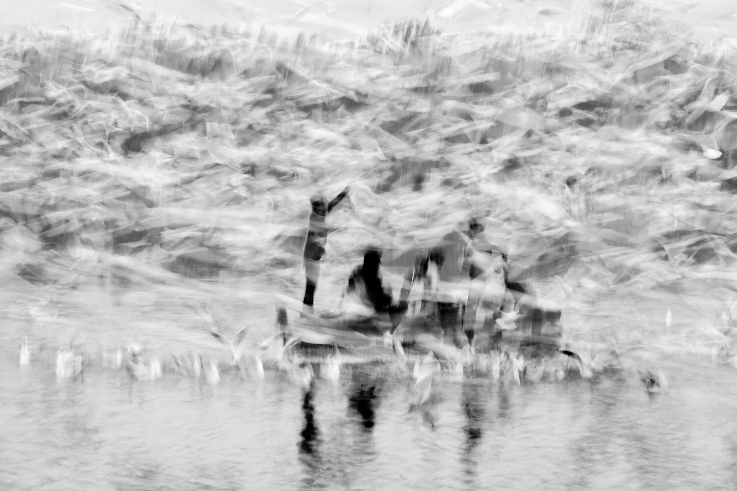 feeding migratory birds saurabh narang