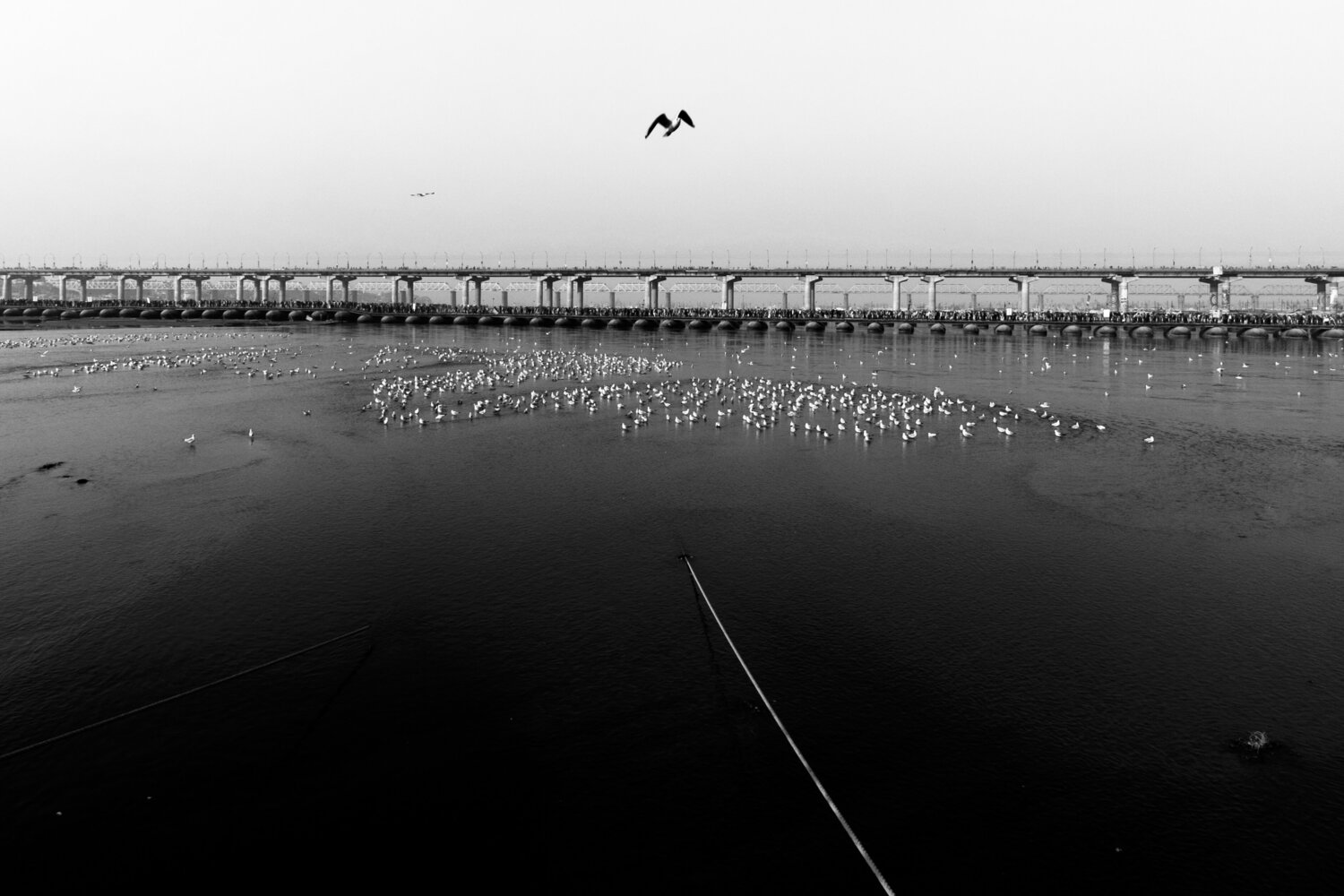 free like a bird saurabh narang