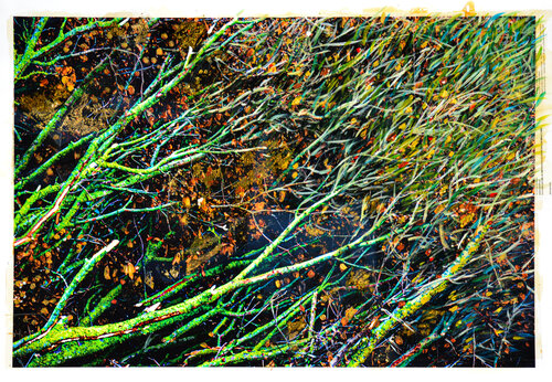 MAPPA DI  UN PAESAGGIO TRA ALBERI CHE RINASCONO van Maurizio Pilò, Schilderij te koop op Singulart