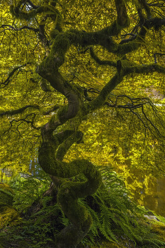 Maple by Alexia Rousse, 사진 for Sale on Singulart