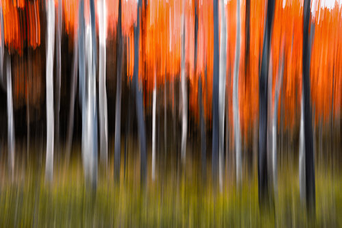 Aspen Red by Alexia Rousse, 사진 for Sale on Singulart