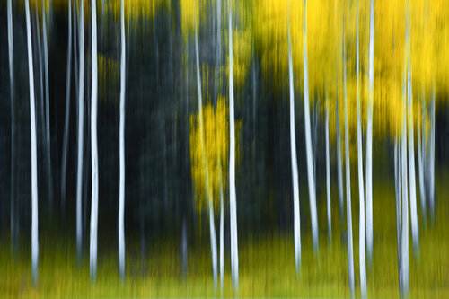 Aspen Gold by Alexia Rousse, 사진 for Sale on Singulart