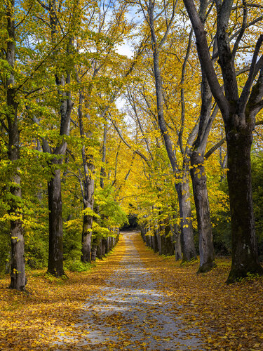 Golden Grace by Alexia Rousse, 사진 for Sale on Singulart