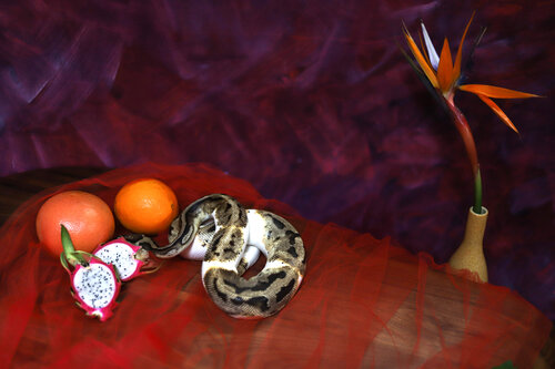 Exotic still life di Kana Gray, Fotografia in vendita su Singulart