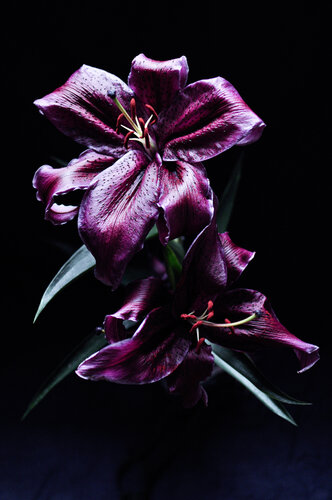 Tiger Lily von Kana Gray, Fotografie kaufen auf Singulart