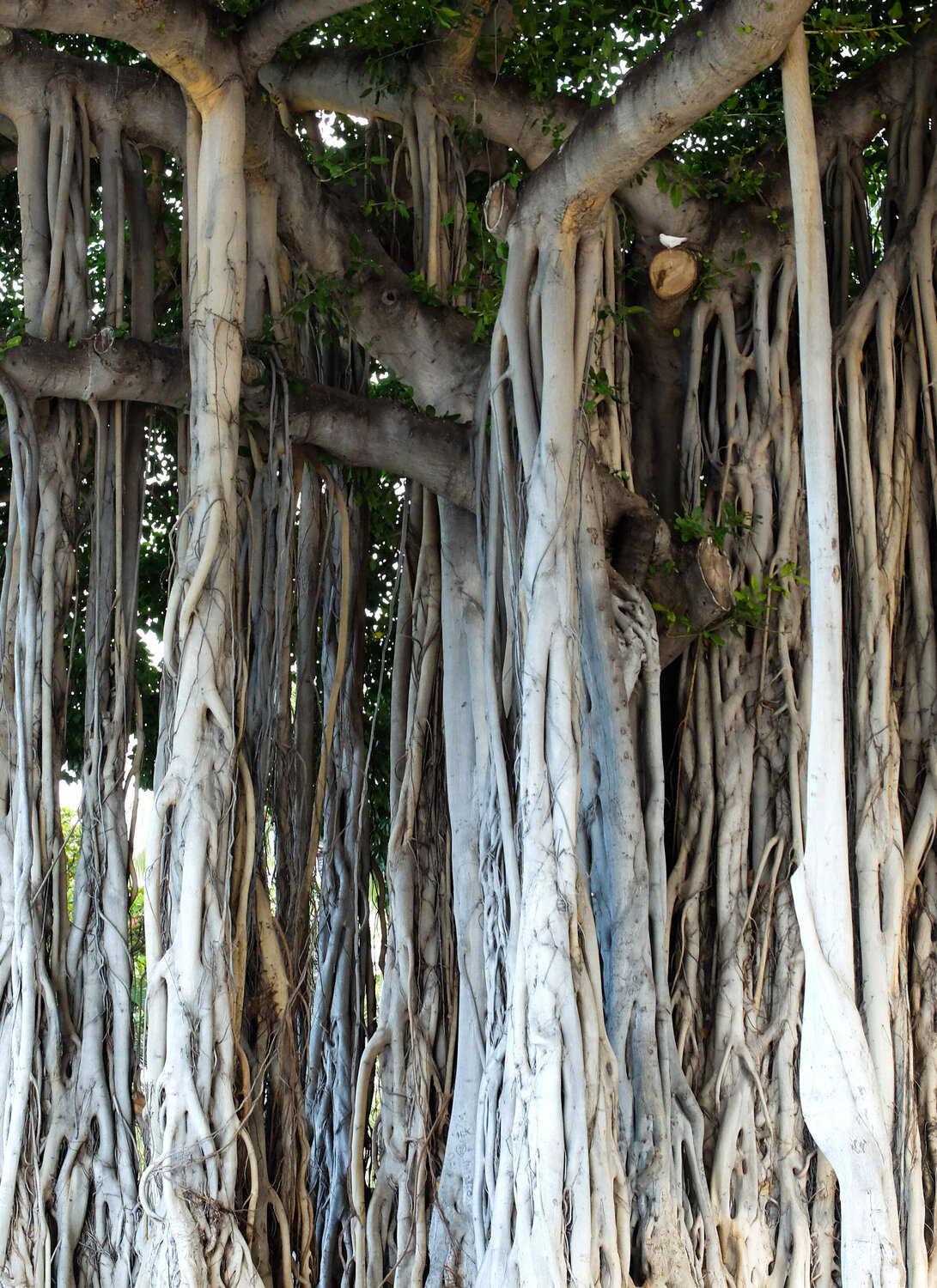 The Banyan Tree Kana Gray