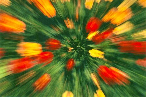 FLORAL ZOOMING by Jean-Jacques MASSOU, Photography for Sale on Singulart