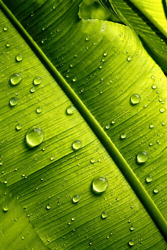 PALM-TREE LEAF 2 by Jean-Jacques MASSOU, 사진 for Sale on Singulart