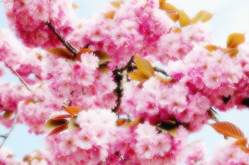 SPRING DREAM 1 by Jean-Jacques MASSOU, 사진 for Sale on Singulart