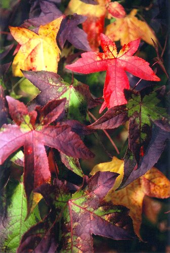AUTUMN COLOURS 1 by Jean-Jacques MASSOU, Photography for Sale on Singulart