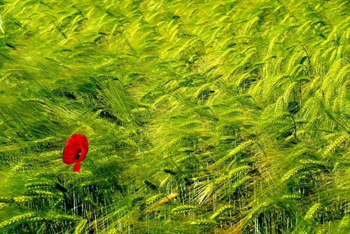 COQUELICOT SOLITAIRE 1 by Jean-Jacques MASSOU, Photography for Sale on Singulart
