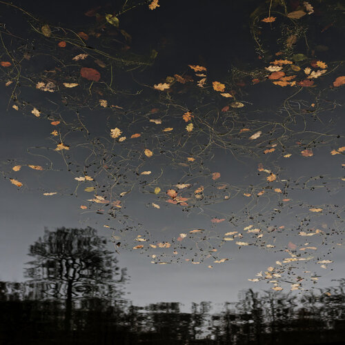 Falling Leaves by Christian Vermeiren, 사진 for Sale on Singulart