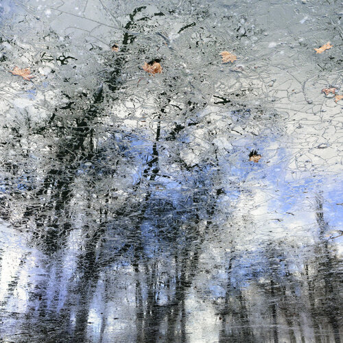 Forest Under Glass by Christian Vermeiren, 사진 for Sale on Singulart