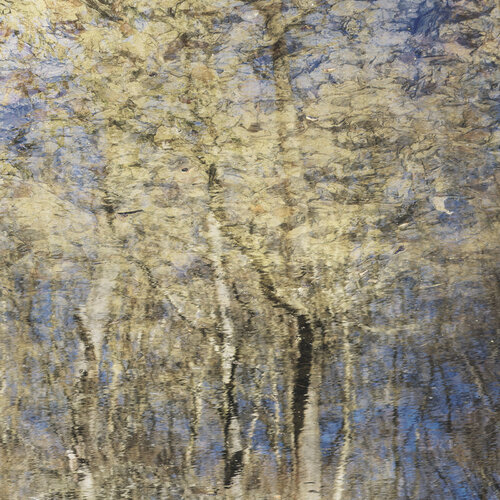 Forest Memory di Christian Vermeiren, Fotografia in vendita su Singulart