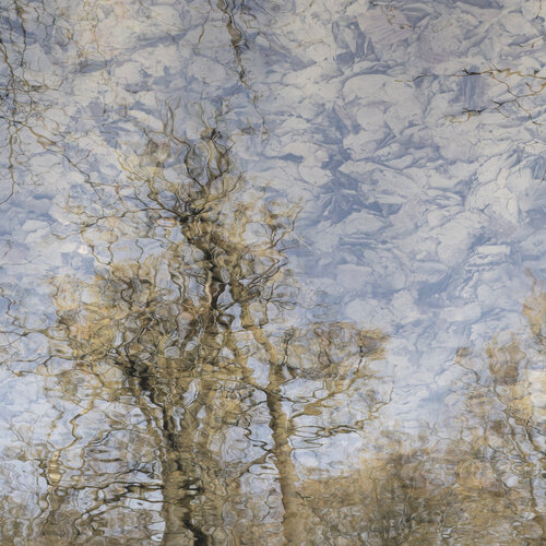 Dissolved Trees di Christian Vermeiren, Fotografia in vendita su Singulart