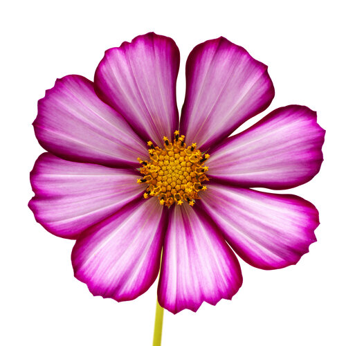 Cosmos Version 1 von Cosmo Condina, Fotografie kaufen auf Singulart