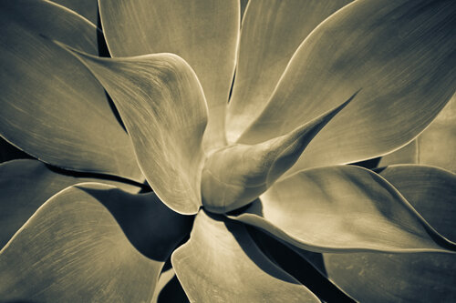 Yucca, Agrigento, Sicily di Cosmo Condina, Fotografia in vendita su Singulart