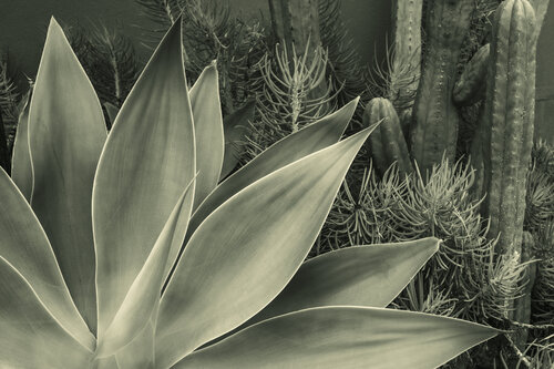 Yucca plant, La Jolla, California van Cosmo Condina, Fotografie te koop op Singulart