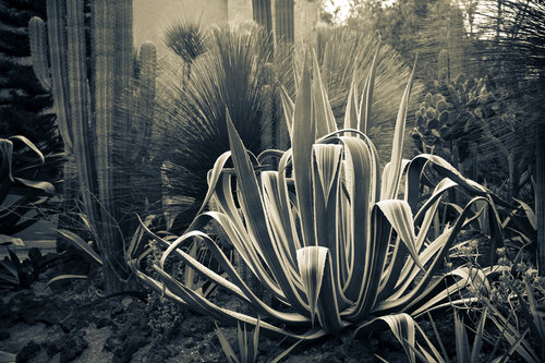 Yucca, Mexico City di Cosmo Condina, Fotografia in vendita su Singulart