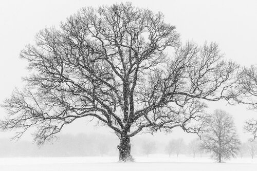 Century Oak di Cosmo Condina, Fotografia in vendita su Singulart