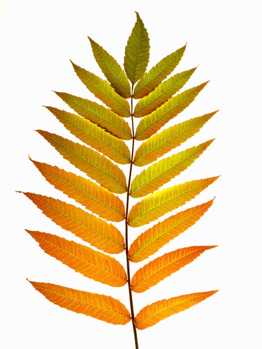 Transformation von Cosmo Condina, Fotografie kaufen auf Singulart