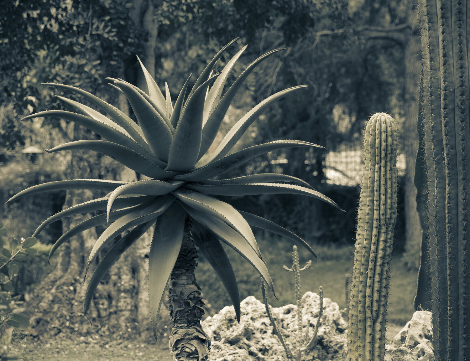 Yucca plant, Taormina, Sicily, Italy Cosmo Condina Fotografie zu verkaufen