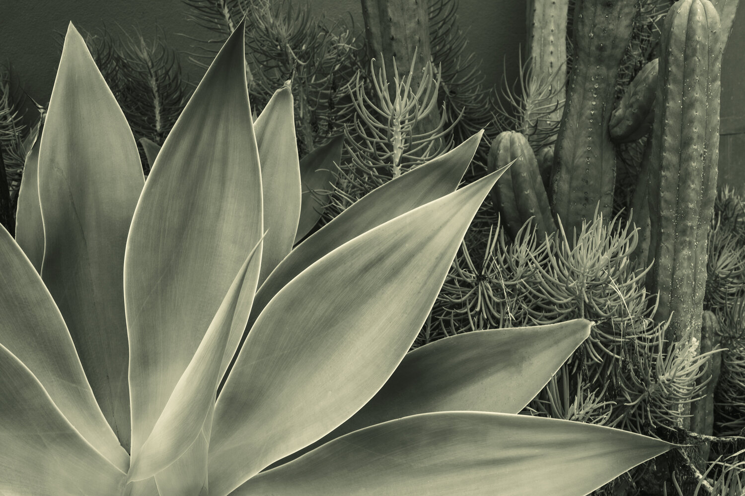 Yucca plant, La Jolla, California Cosmo Condina Fotografie zu verkaufen