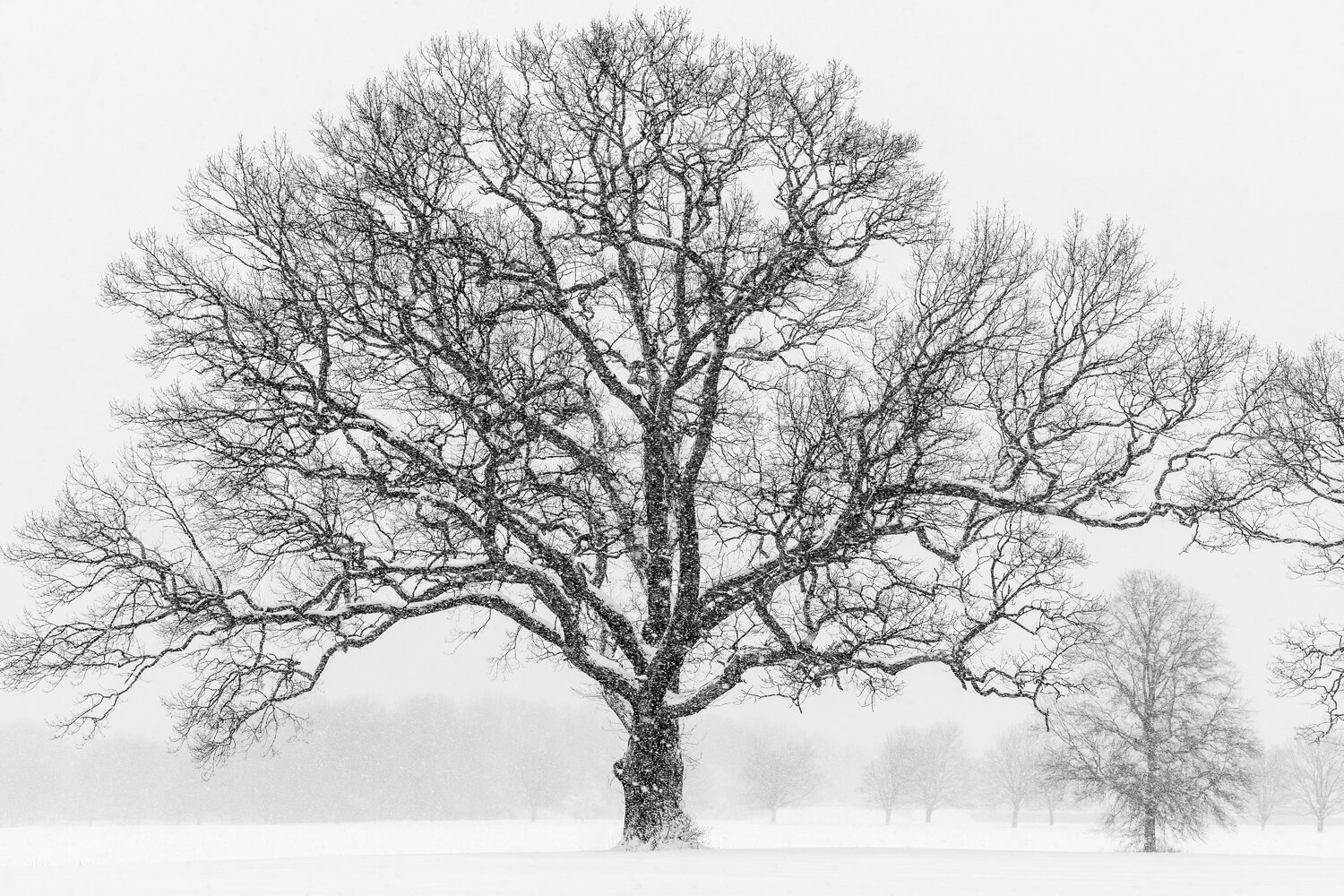 Century Oak Cosmo Condina