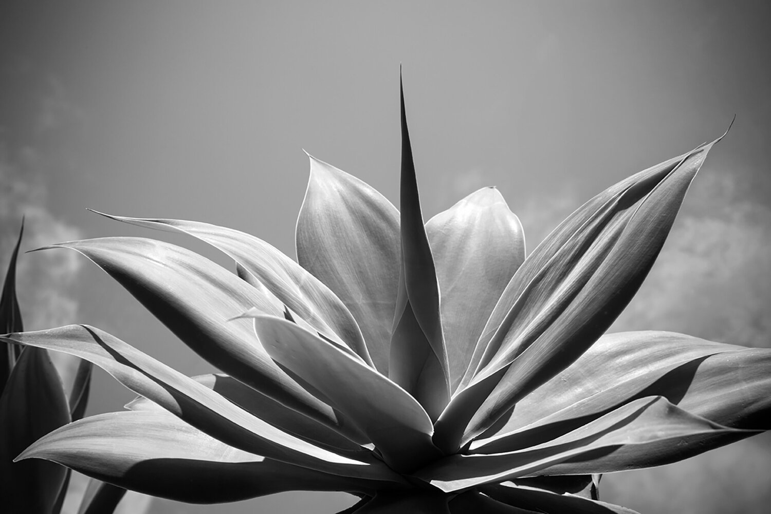 Yucca,  Version 3, Sicily Cosmo Condina Fotografie zu verkaufen