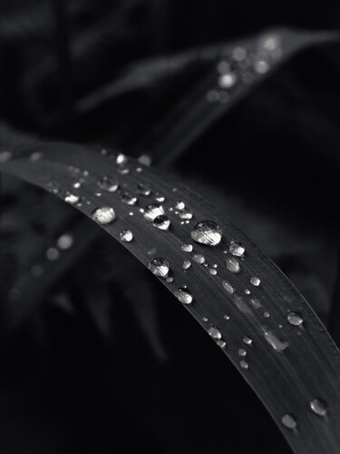 Gently Falling Raindrops di Jonathan Edmund James, Fotografia in vendita su Singulart