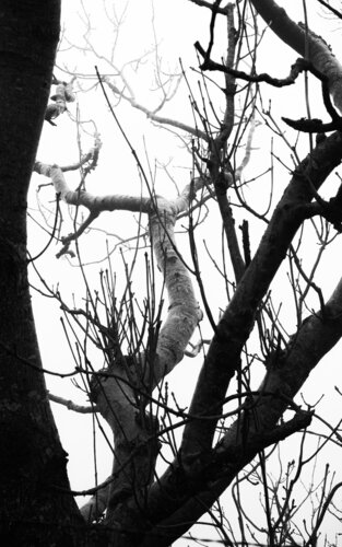 Crown Of Thorns di Jonathan Edmund James, Fotografia in vendita su Singulart