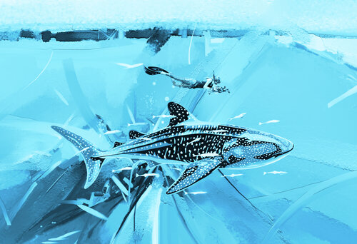 Whale Shark & Diver in Maldives van ABDULLA YASIR, Afdruk te koop op Singulart