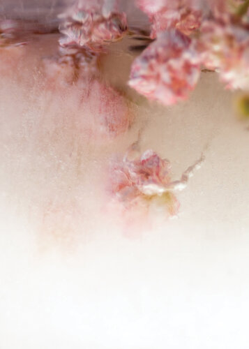 Baroque No.13 de Julia Posta, Fotografía a la venta en Singulart