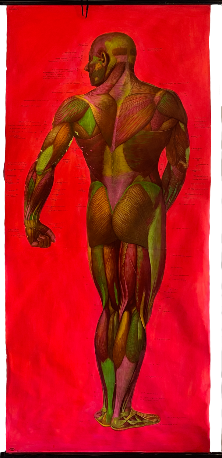 MUSCLES Sophie Friederichs Otros medios en venta
