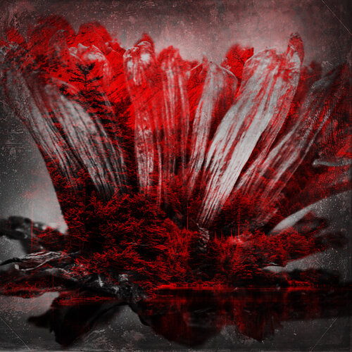 Like Lions Do de Nathan Shumaker, Digital a la venta en Singulart