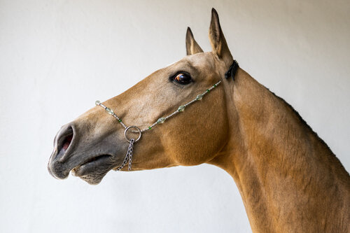 Achal Tekke par Yvonne Koall, Photographie en vente sur Singulart