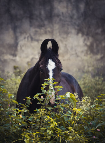 Kirti van Yvonne Koall, Fotografie te koop op Singulart