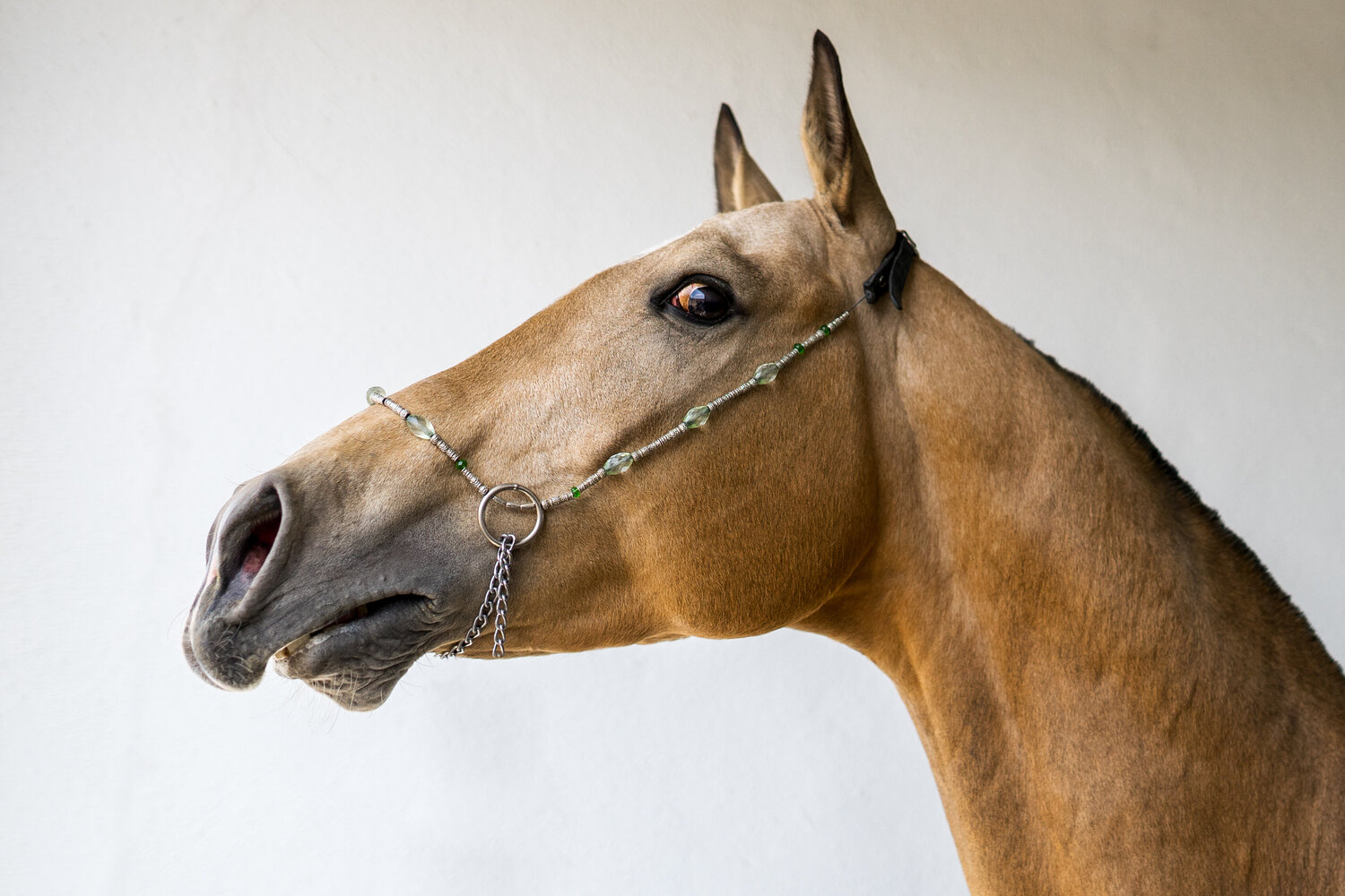 Achal Tekke Yvonne Koall