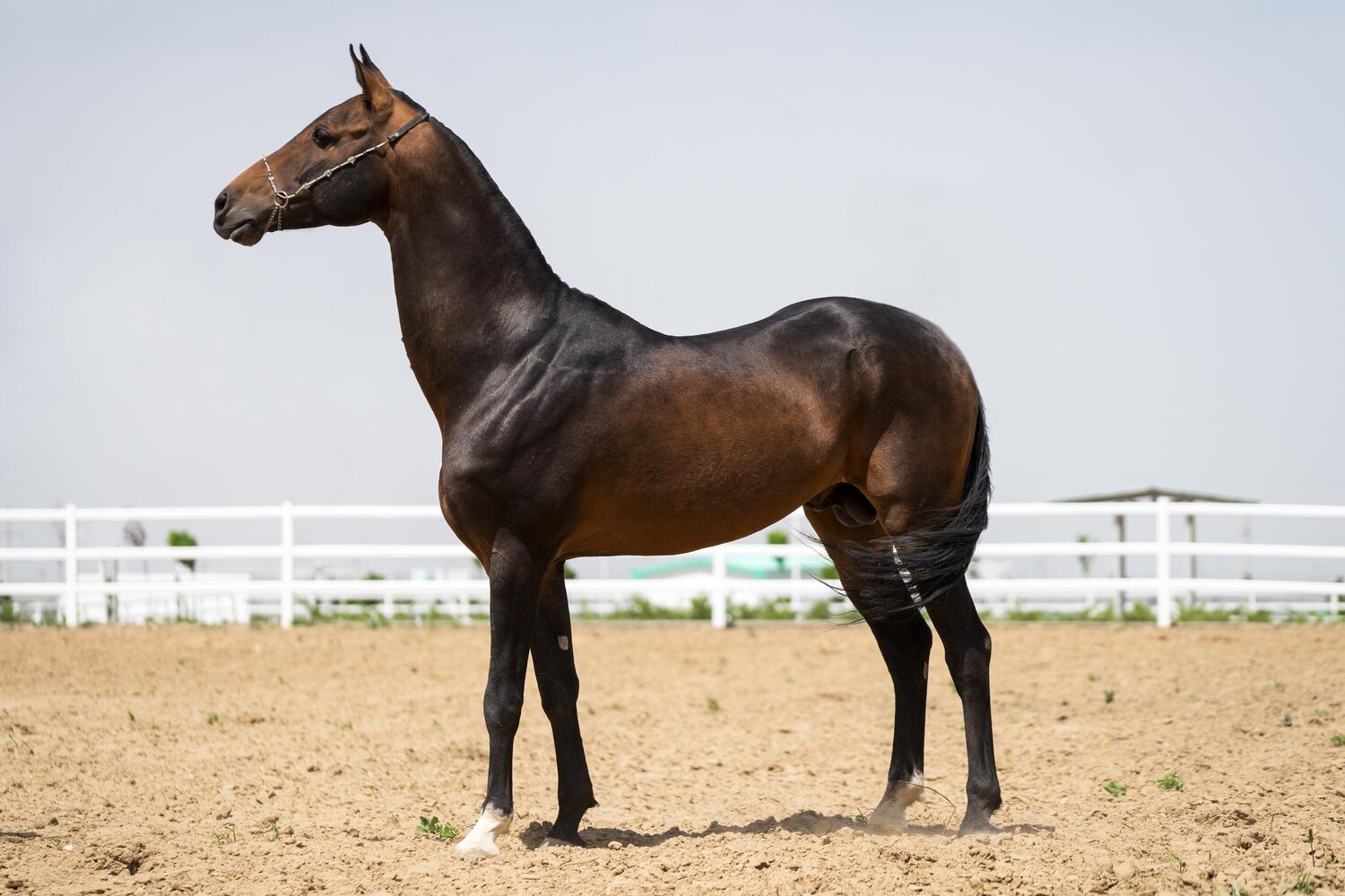 The Turkmen Horse Yvonne Koall