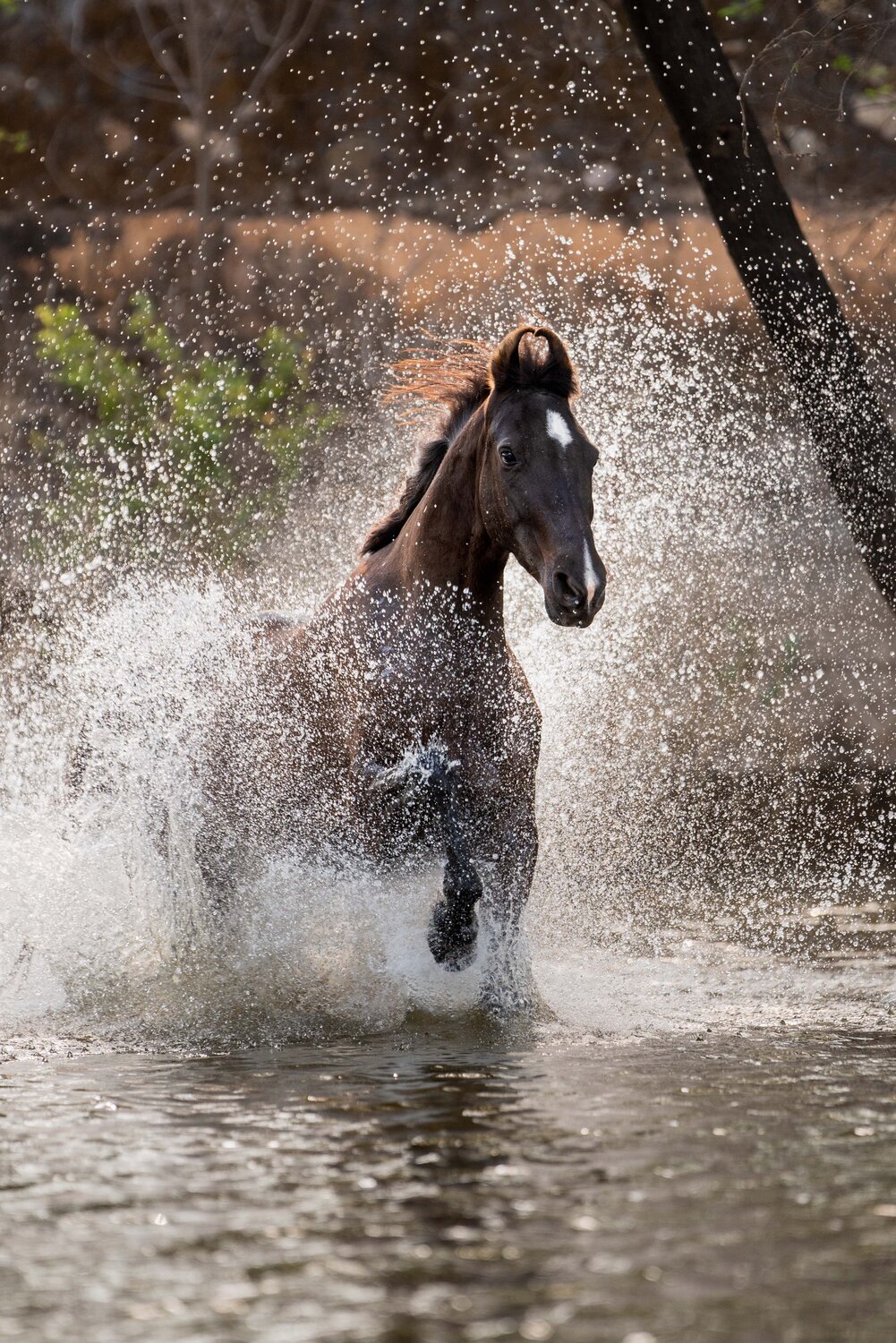Indian Splash Yvonne Koall